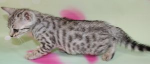 www.amazonbengals.com Silver Black Spotted Bengal Kitten