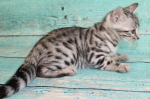 www.amazonbengals.com Brown Spotted Bengal Kitten