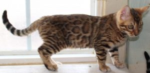 www.amazonbengals.com Brown Spotted Bengal Kitten