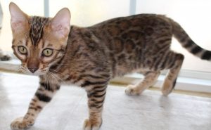 www.amazonbengals.com Brown Spotted Bengal Kitten