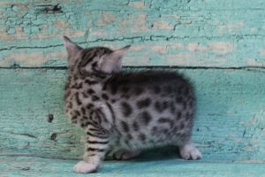 www.amazonbengals.com Silver Black Spotted Bengal Kitten