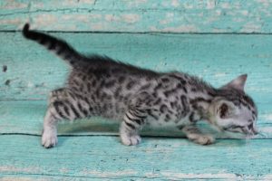 www.amazonbengals.com Silver Black Spotted Bengal Kitten