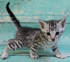 www.amazonbengals.com Silver Black Spotted Bengal Kitten