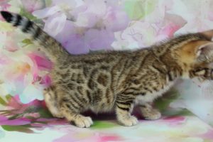 www.amazonbengals.com Brown Black Spotted Female Bengal Kitten