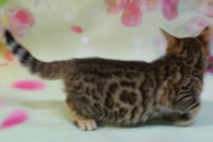 www.amazonbengals.com Brown Black Spotted Female Bengal Kitten