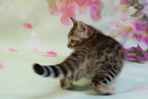 www.amazonbengals.com Brown Black Spotted Female Bengal Kitten