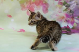 www.amazonbengals.com Brown Black Spotted Female Bengal Kitten