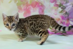 www.amazonbengals.com Brown Black Spotted Female Bengal Kitten
