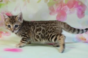 www.amazonbengals.com Brown Black Spotted Female Bengal Kitten