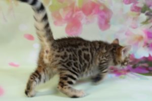 www.amazonbengals.com Brown Black Spotted Female Bengal Kitten