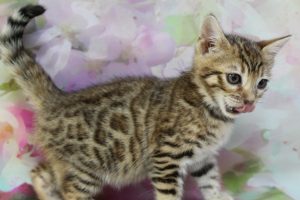 www.amazonbengals.com Brown Black Spotted Female Bengal Kitten