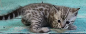 www.amazonbengals.com Silver Mink Spotted Male Bengal Kitten