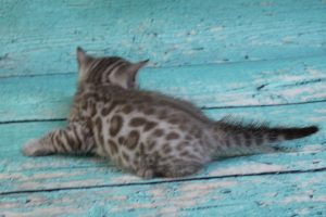 www.amazonbengals.com Silver Mink Spotted Male Bengal Kitten