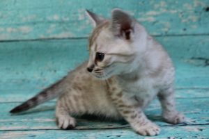 www.amazonbengals.com Silver Mink Spotted Male Bengal Kitten