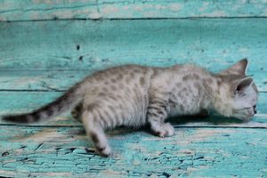 www.amazonbengals.com Silver Mink Spotted Male Bengal Kitten