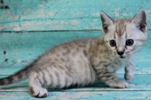 www.amazonbengals.com Silver Mink Spotted Male Bengal Kitten