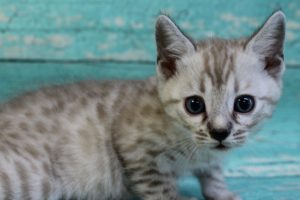 www.amazonbengals.com Silver Mink Spotted Male Bengal Kitten