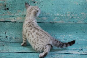 www.amazonbengals.com Silver Mink Spotted Male Bengal Kitten