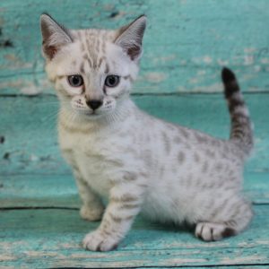 www.amazonbengals.com Silver Mink Spotted Male Bengal Kitten