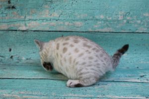 www.amazonbengals.com Silver Mink Spotted Male Bengal Kitten