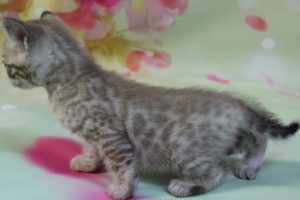 www.amazonbengals.com Silver Mink Spotted Female Bengal Kitten