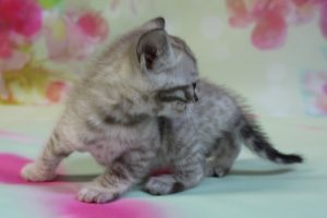 www.amazonbengals.com Silver Mink Spotted Female Bengal Kitten