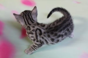 www.amazonbengals.com Silver Black Spotted Bengal Kitten