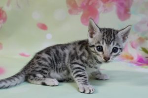 www.amazonbengals.com Silver Black Spotted Bengal Kitten