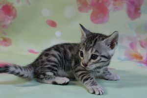 www.amazonbengals.com Silver Black Spotted Bengal Kitten