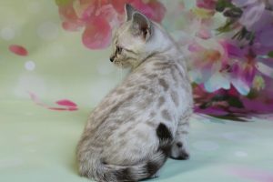 www.amazonbengals.com Silver Mink Spotted Female Bengal Kitten