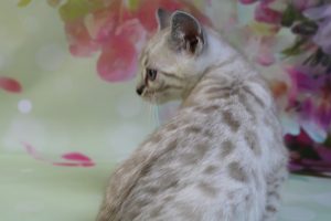 www.amazonbengals.com Silver Mink Spotted Female Bengal Kitten