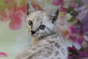 www.amazonbengals.com Silver Mink Spotted Female Bengal Kitten