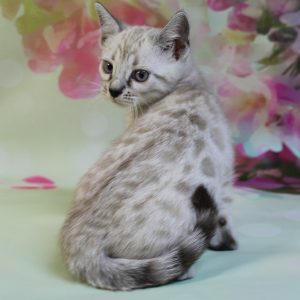 www.amazonbengals.com Silver Mink Spotted Female Bengal Kitten