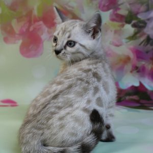 www.amazonbengals.com Silver Mink Spotted Female Bengal Kitten