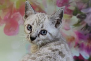 www.amazonbengals.com Silver Mink Spotted Female Bengal Kitten
