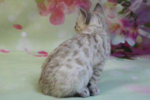 www.amazonbengals.com Silver Mink Spotted Female Bengal Kitten