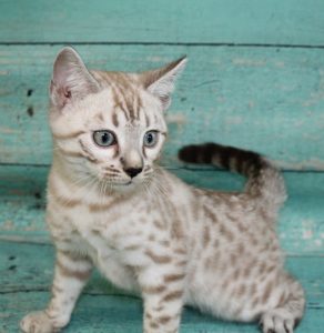 www.amazonbengals.com Silver Mink Spotted Bengal Kitten