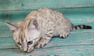 www.amazonbengals.com Silver Mink Spotted Bengal Kitten