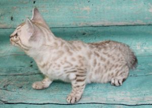 www.amazonbengals.com Silver Mink Spotted Bengal Kitten