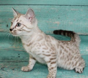 www.amazonbengals.com Silver Mink Spotted Bengal Kitten