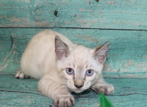 www.amazonbengals.com Silver Seal Lynx Point Spotted Bengal Kitten