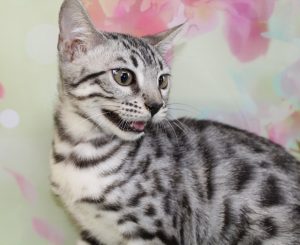 www.amazonbengals.com Silver Black Spotted Bengal Kitten