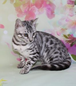 www.amazonbengals.com Silver Black Spotted Bengal Kitten