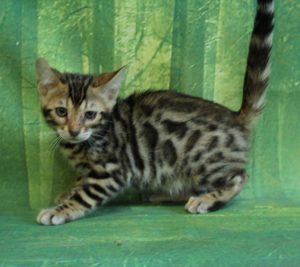 www.amazonbengals.com Brown Black Spotted Female Princess Danika