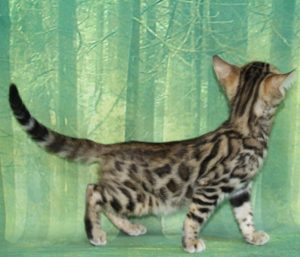 www.amazonbengals.com Brown Black Spotted Female Princess Danika