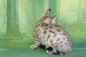 www.amazonbengals.com Seal Mink Spotted Female Princess Ginger