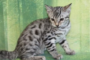 www.amazonbengals.com Silver Black Spotted Female Princess Hope