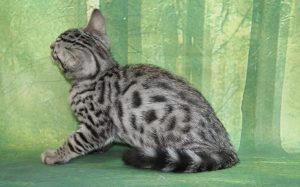 www.amazonbengals.com Silver Black Spotted Female Princess Hope