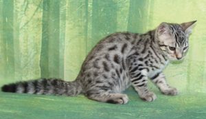 www.amazonbengals.com Silver Black Spotted Female Princess Hope