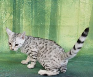 www.amazonbengals.com Silver Black Spotted Female Princess Sansa